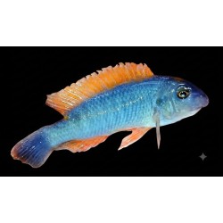 Labeotropheus trewavasae Namalenje Sauvage – Cichlidé Malawi