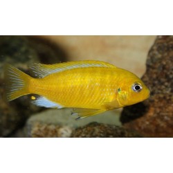 Metriaclima barlowi Chidunga Sauvage – Cichlidé Malawi
