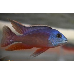 Protomelas taeniolatus Namalenje Sauvage