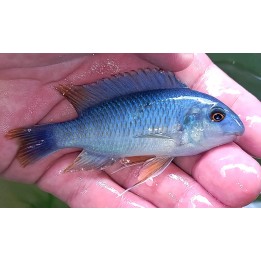 Labeotropheus fuelleborni Namalenje Wild – Malawi Cichlid | NeoTropic
