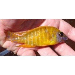 Aulonocara stuartgranti Maleri Island – cichlidé jaune du lac Malawi 6-8 cm