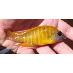 Aulonocara stuartgranti Maleri Island 6-8 cm – Cichlidé Malawi