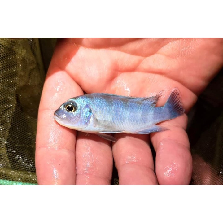 Metriaclima lombardoi Mbenji – jeune cichlidé Mbuna bleu du lac Malawi