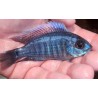 Copadichromis Cyaneus 8-10cm