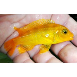 Metriaclima lombardoi Mbenji 5-7 cm – Cichlidé Malawi