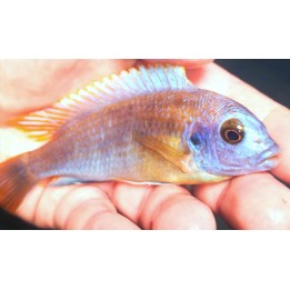 Metriaclima sp. patricki Chidunga Rocks sauvage – cichlidé Mbuna du Malawi