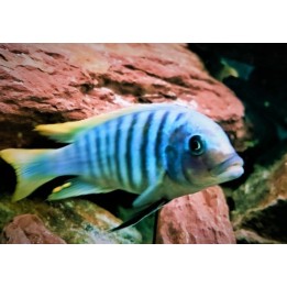 Metriaclima zebra Chiwi Rocks – cichlidé Mbuna bleu du lac Malawi 8-10 cm