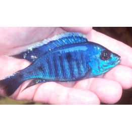 Copadichromis azureus Mbenji Island – cichlidé bleu du lac Malawi 7-9 cm