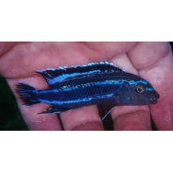 Pseudotropheus johanni Narungu Sauvage