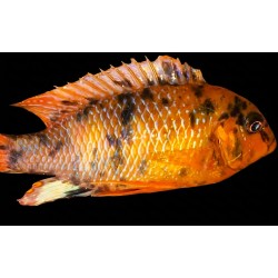 Tropheops tropheops Makokola reef MCAT avec fem OB 6-9cm