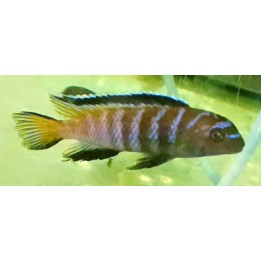 Tropheops sp. elongatus Namalenje sauvage – cichlidé du lac Malawi