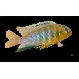 Tropheops sp. Yellow Maleri Namalenje – cichlidé du lac Malawi