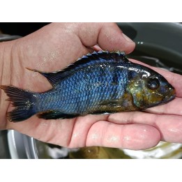Petrotilapia genalutea Namalenje XXL- Sauvage Très rare!!