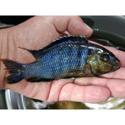 Petrotilapia genalutea Namalenje XXLe Très rare! Sauvage