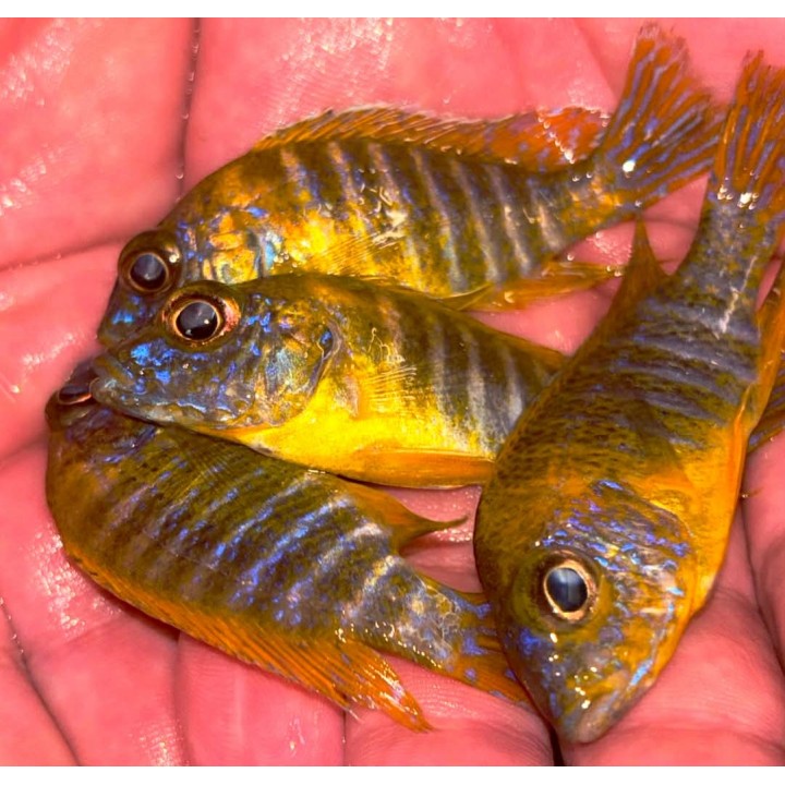 Aulonocara sp. stuartgranti Maleri Chidunga Wild | NeoTropic