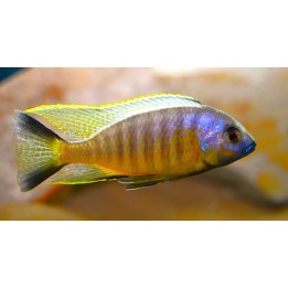 Lethrinops sp. auritus Lion’s Cove – cichlidé rare du lac Malawi 6-9 cm