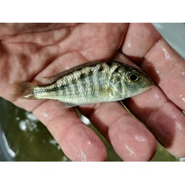 Mylochromis sp.incola mumbo Gome sauvage- Très rare!