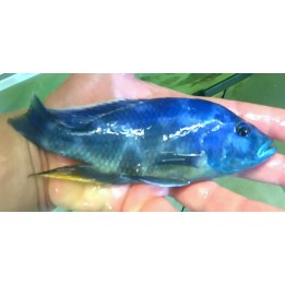 Nimbochromis livingstoni sauvage – cichlidé prédateur du lac Malawi taille L