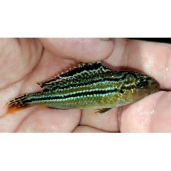 Melanochromis dialeptos Narungu Sauvage – Cichlidé Malawi