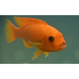 Metriaclima estherae Minos Reef – cichlidé Mbuna orange du lac Malawi 5-7 cm