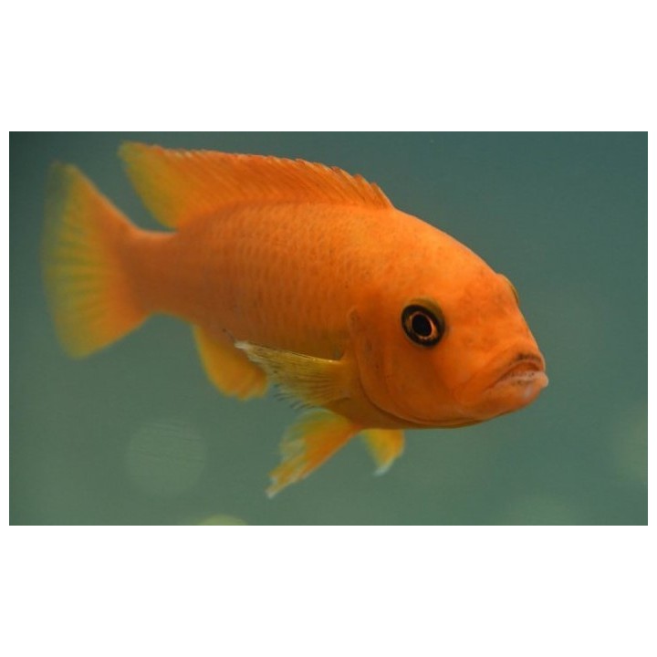 Metriaclima estherae Minos Reef – cichlidé Mbuna orange du lac Malawi 5-7 cm