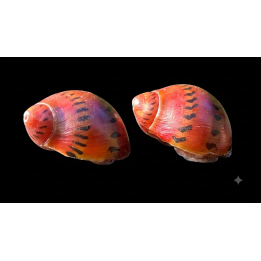 Neritina semiconica
