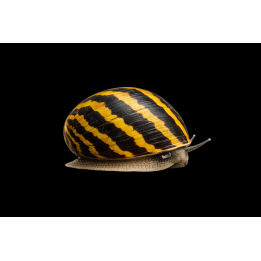 Nerite Snail – Neritina sp. – Algae-Eating Snail | NeoTropic