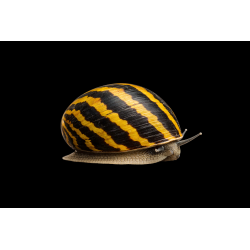 Neritina sp. – Escargot mangeur d'algues | NeoTropic