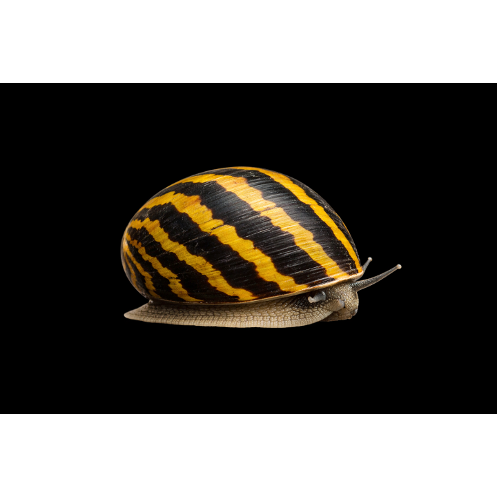 Nerite Snail – Neritina sp. – Algae-Eating Snail | NeoTropic
