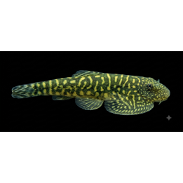 Gastromyzon – Gastromyzon punctulatus