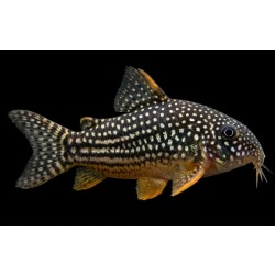 Corydoras sterbai 2-3 cm – Poisson de fond | NeoTropic