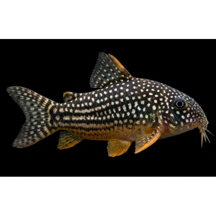 Cordydoras sterbai