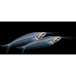 Silure de Verre – Kryptopterus bicirrhis