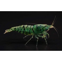 Crevette Neocaridina davidi verte tigrée