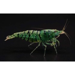 Crevette Green Tiger – Neocaridina davidi | NeoTropic