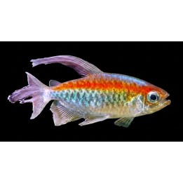 Tétra Bleu du Congo – Phenacogrammus interruptus 3.5-5cm
