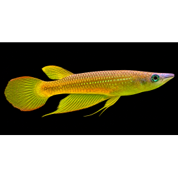 Aplocheilus lineatus Gold – Panchax doré