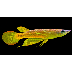 Aplocheilus lineatus Gold – Panchax Doré | NeoTropic