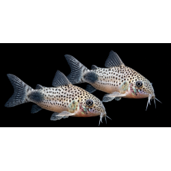 Corydoras similis 2-3 cm – Poisson de fond | NeoTropic