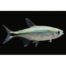 Tetra doré - Hemigrammus rodwayi