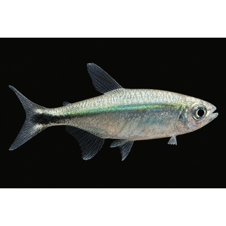 Tetra doré - Hemigrammus rodwayi