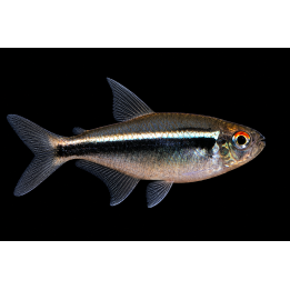 Black Neon Tetra – Hyphessobrycon herbertaxelrodi | NeoTropic