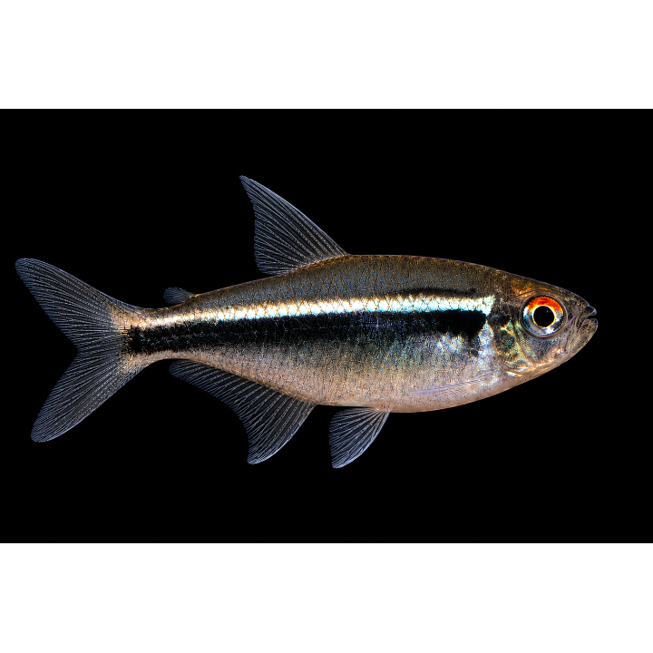 Black Neon Tetra – Hyphessobrycon herbertaxelrodi | NeoTropic
