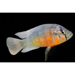 Haplochromis sauvagei Rock Kribensis France Cichlidé africain Victoria