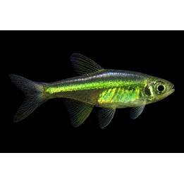 Green Neon Rasbora – Microdevario kubotai 2-2.5 cm | NeoTropic