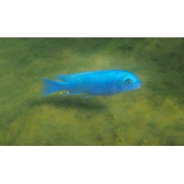 Metriaclima callainos Maleri Island F1 – cichlidé Mbuna bleu du lac Malawi 5-7 cm