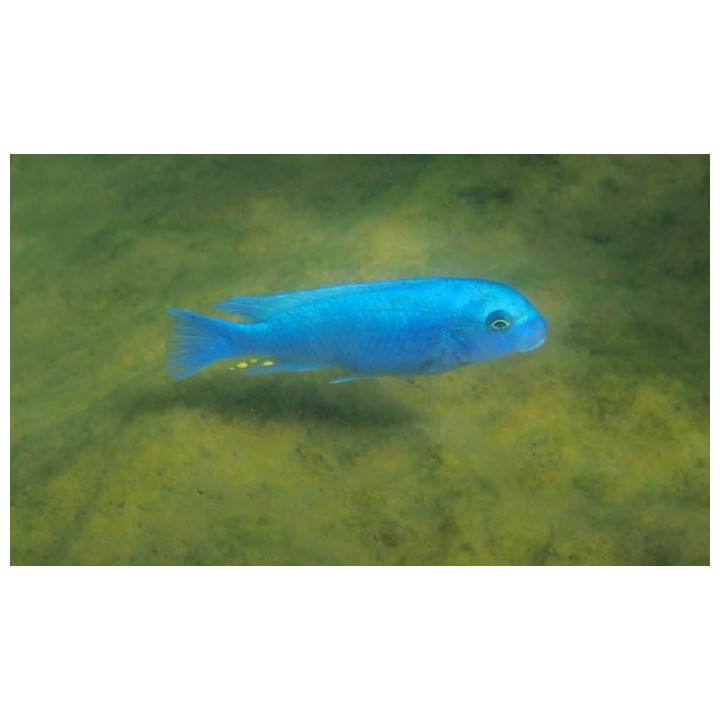Metriaclima callainos Maleri Island F1 – cichlidé Mbuna bleu du lac Malawi 5-7 cm