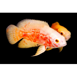 Albino Red Tiger Oscar – Astronotus ocellatus 7-10 cm | NeoTropic