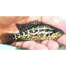 Cichlidé Jaguar – Parachromis managuensis