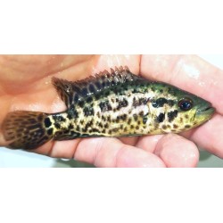 Parachromis managuense  élevage